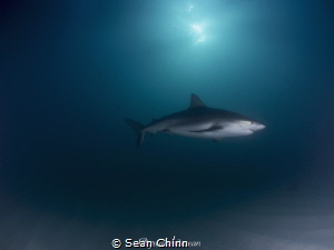 Spotlight. Caribbean Reef Shark swimming under the sun wh... by Sean Chinn 